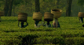 Tea Tourism Guidelines